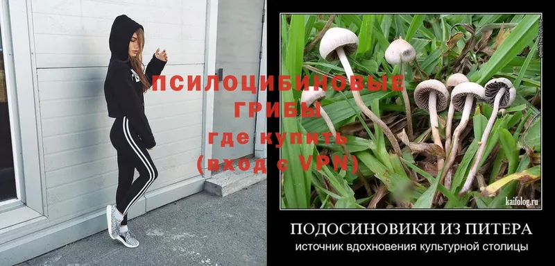 где купить наркоту  Магадан  Галлюциногенные грибы Psilocybe 